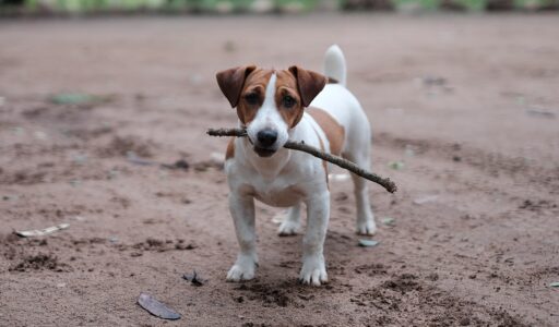 Animal Nutrition 101: Taking Care of Animals with Proper Food and Nutrition